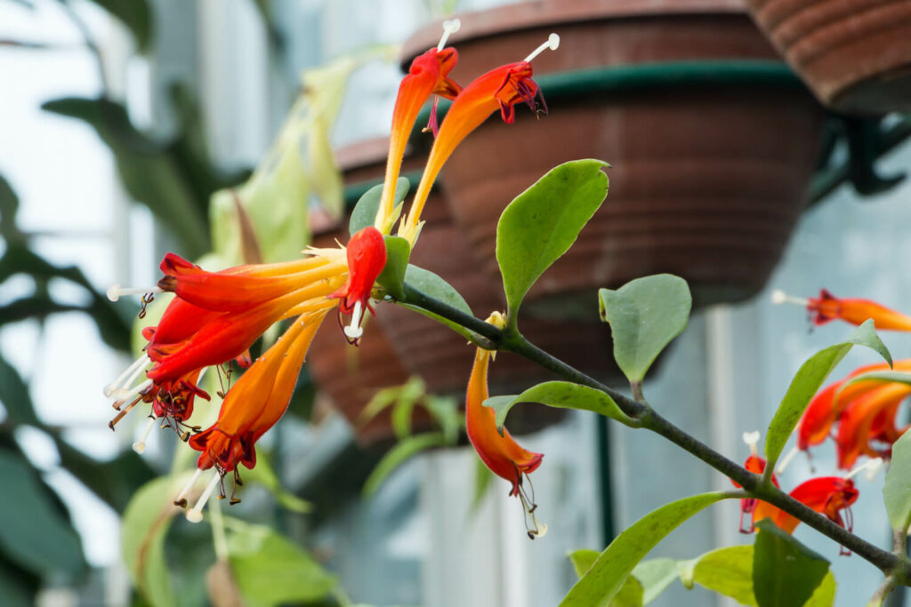 How To Care For A Lipstick Plant